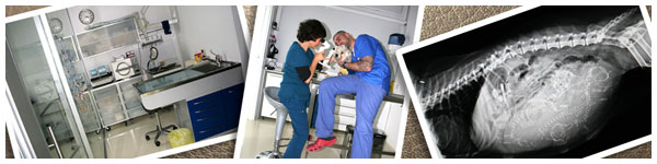 Vetestudio Studio Veterinario Schio Vicenza